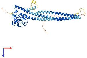 AlphaFold protein structure predicition of Human Recombinant PICK1 Protein, UniprotID Q9NRD5