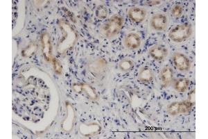 Immunoperoxidase of monoclonal antibody to SERPINB9 on formalin-fixed paraffin-embedded human kidney. (SERPINB9 anticorps  (AA 279-375))