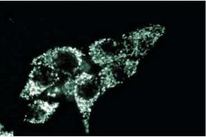 Immunofluorescence staining of HeLa cells. (TRAP1 anticorps  (AA 253-464))