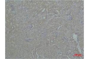 Immunohistochemical analysis of paraffin-embedded Mouse Kidney Tissue using ZBTB45 Polyclonal Antibody. (ZBTB45 anticorps)