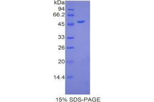 SDS-PAGE analysis of Human Apolipoprotein A5 Protein. (APOA5 Protéine)