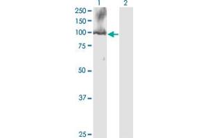 Western Blot analysis of CDC5L expression in transfected 293T cell line by CDC5L monoclonal antibody (M08), clone 3C12. (CDC5L anticorps  (AA 719-802))