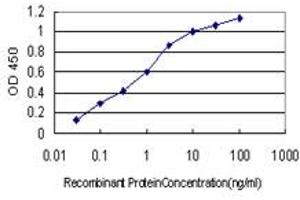 Detection limit for recombinant GST tagged FHIT is approximately 0. (FHIT anticorps  (AA 31-130))