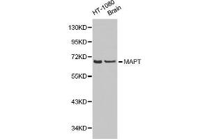 Western Blotting (WB) image for anti-Microtubule-Associated Protein tau (MAPT) (AA 1-100) antibody (ABIN3021442) (MAPT anticorps  (AA 1-100))