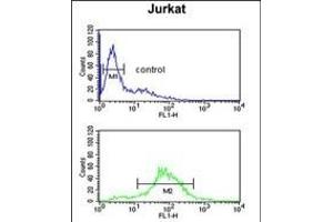 anti-BTB (POZ) Domain Containing 9 (BTBD9) (AA 237-262) antibody