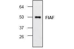 Image no. 1 for anti-Angiopoietin-Like 4 (ANGPTL4) antibody (ABIN127156) (ANGPTL4 anticorps)