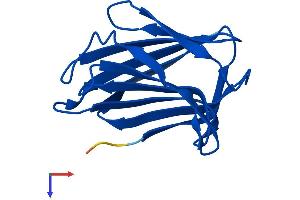AlphaFold protein structure predicition of Human Recombinant LGALS2 Protein, UniprotID P05162