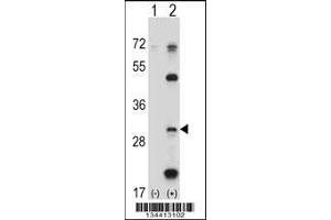 Western blot analysis of PSMB5 using rabbit polyclonal PSMB5 Antibody using 293 cell lysates (2 ug/lane) either nontransfected (Lane 1) or transiently transfected (Lane 2) with the PSMB5 gene. (PSMB5 anticorps  (C-Term))