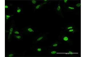 Immunofluorescence of purified MaxPab antibody to RFX5 on HeLa cell. (RFX5 anticorps  (AA 1-616))