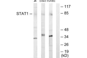 Western blot analysis of extracts from Jurkat cells, COLO205 cells and HUVEC cells, using STAT1 antibody. (STAT1 anticorps  (Internal Region))