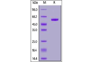Human RNF43, Fc Tag on  under reducing (R) condition.