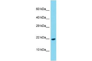 Western Blotting (WB) image for anti-Platelet-Derived Growth Factor C (PDGFC) (C-Term) antibody (ABIN2788904) (PDGFC anticorps  (C-Term))