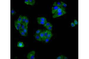 Immunofluorescence staining of HepG2 cells with ABIN7160273 at 1:166, counter-stained with DAPI.