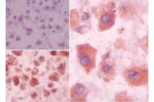 Image no. 1 for anti-Sphingosine-1-Phosphate Receptor 3 (S1PR3) (AA 300-350) antibody (ABIN960336)