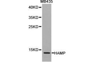 Western blot analysis of extracts of MB435 cell lines, using HAMP antibody. (Hepcidin anticorps)