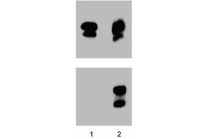 Western blot analysis for Stat1 (pY701) (far left figure). (STAT1 anticorps  (pTyr701))