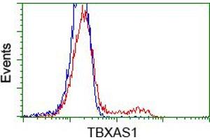 HEK293T cells transfected with either RC208028 overexpress plasmid (Red) or empty vector control plasmid (Blue) were immunostained by anti-TBXAS1 antibody (ABIN2453709), and then analyzed by flow cytometry. (TBXAS1 anticorps)