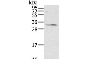 Western Blot analysis of 231 cell using STAR Polyclonal Antibody at dilution of 1:500 (STAR anticorps)