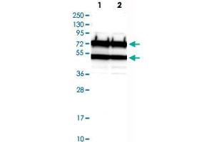Western Blot analysis of Lane 1: RT-4 and Lane 2: U-251 MG sp cell lysates with CDC16 polyclonal antibody . (CDC16 anticorps)