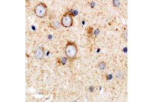 Immunohistochemical analysis of CD158e staining in human brain formalin fixed paraffin embedded tissue section. (KIR3DL1 anticorps  (N-Term))