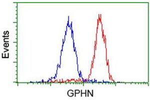 Image no. 2 for anti-Gephyrin (GPHN) antibody (ABIN1498427) (Gephyrin anticorps)