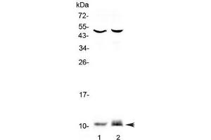 Western blot testing of 1) rat PC-12 and 2) mouse HEPA1-6 lysate with S100A10 antibody at 0.