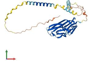 AlphaFold protein structure predicition of Mouse Recombinant Tnfsf11 Protein, UniprotID O35235