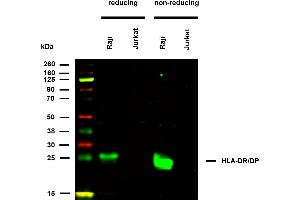 Anti-HLA-DR/DP (clone HL-38) works in WB application under reducing and non-reducing conditions. (HLA-DP/DR anticorps)