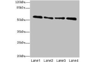 Western blot All lanes: ZNF563 antibody at 7 μg/mL Lane 1: Hela whole cell lysate Lane 2: A549 whole cell lysate Lane 3: MCF-7 whole cell lysate Lane 4: K562 whole cell lysate Secondary Goat polyclonal to rabbit IgG at 1/10000 dilution Predicted band size: 56, 27 kDa Observed band size: 56 kDa (ZNF563 anticorps  (AA 214-476))