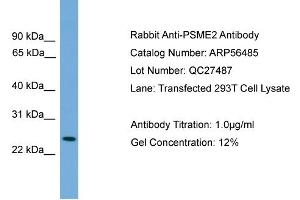 WB Suggested Anti-PSME2  Antibody Titration: 0.