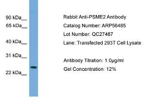 WB Suggested Anti-PSME2  Antibody Titration: 0. (PSME2 anticorps  (Middle Region))