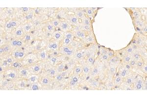 Detection of APOA1 in Mouse Liver Tissue using Polyclonal Antibody to Apolipoprotein A1 (APOA1)