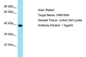 Host: Rabbit Target Name: FAM166A Sample Tissue: Human Jurkat Whole Cell Antibody Dilution: 1ug/ml (FAM166A anticorps  (Middle Region))