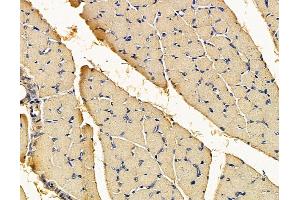 ABIN7096003 and ABIN7100065 at 1/100 staining rat muscle tissue by IHC-P.