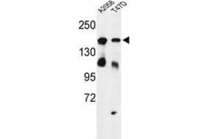 Western Blotting (WB) image for anti-High Density Lipoprotein Binding Protein (HDLBP) antibody (ABIN3004172) (HDLBP anticorps)