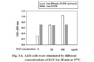 A431 cells were stimulated by different concentrations of EGF for 20 min at 37 °C (EGFR Kit ELISA)