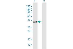 Western Blot analysis of GIMAP7 expression in transfected 293T cell line by GIMAP7 MaxPab polyclonal antibody. (GIMAP7 anticorps  (AA 1-300))