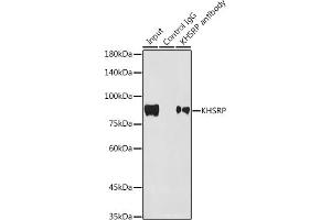 Immunoprecipitation analysis of 300 μg extracts of HepG2 cells using 3 μg KHSRP antibody (ABIN7268110). (KHSRP anticorps)