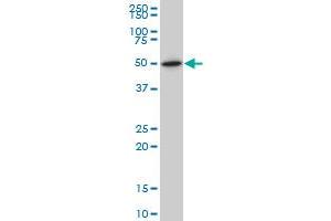 NR1H2 monoclonal antibody (M04), clone 1E1 Western Blot analysis of NR1H2 expression in IMR-32 . (NR1H2 anticorps  (AA 1-461))