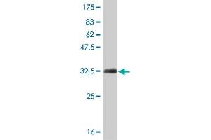 Western Blot detection against Immunogen (33 KDa) .