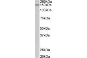Image no. 1 for anti-Protocadherin 17 (PCDH17) (AA 1098-111) antibody (ABIN1103506) (PCDH17 anticorps  (AA 1098-111))