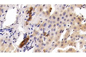 Detection of CK19 in Porcine Liver Tissue using Polyclonal Antibody to Cytokeratin 19 (CK19) (Cytokeratin 19 anticorps  (AA 245-391))
