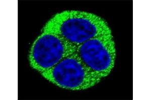 Confocal immunofluorescent analysis of NQO1 antibody with HeLa cells followed by Alexa Fluor 488-conjugated goat anti-rabbit lgG (green).