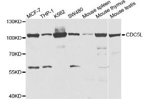 Western blot analysis of extracts of various cell lines, using CDC5L antibody. (CDC5L anticorps)