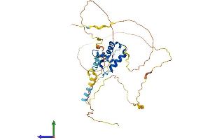 AlphaFold protein structure predicition of Human Recombinant FOXE1 Protein, UniprotID O00358