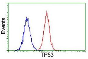 Image no. 4 for anti-Tumor Protein P53 (TP53) antibody (ABIN1499974) (p53 anticorps)
