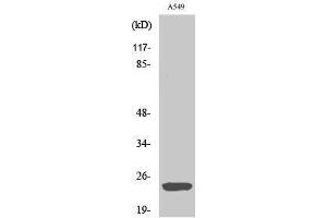 Western Blotting (WB) image for anti-ADP-Ribosylation Factor-Like 2 Binding Protein (ARL2BP) (Internal Region) antibody (ABIN3183482) (ARL2BP anticorps  (Internal Region))