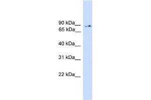 WB Suggested Anti-PIK3R5 Antibody Titration: 0. (PIK3R5 anticorps  (Middle Region))