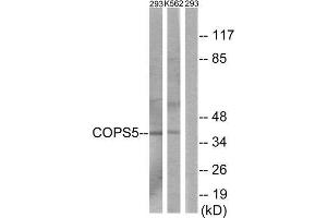 Western Blotting (WB) image for anti-COP9 Constitutive Photomorphogenic Homolog Subunit 5 (Arabidopsis) (COPS5) (Internal Region) antibody (ABIN1849860) (COPS5 anticorps  (Internal Region))