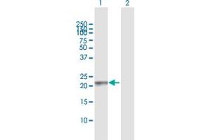 Western Blot analysis of RAB13 expression in transfected 293T cell line by RAB13 MaxPab polyclonal antibody. (RAB13 anticorps  (AA 1-203))